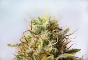 How to Read a Cannabis Product Label 4 Macro detail of Cannabis flower (white critical strain) with visible trichomes, medical marijuana concept