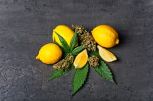 What Are Terpines & Why Do They Matter? 3 Cannabis buds / nugs and leaves with sliced lemon. Limonene terpene concept on gray background with copy space.