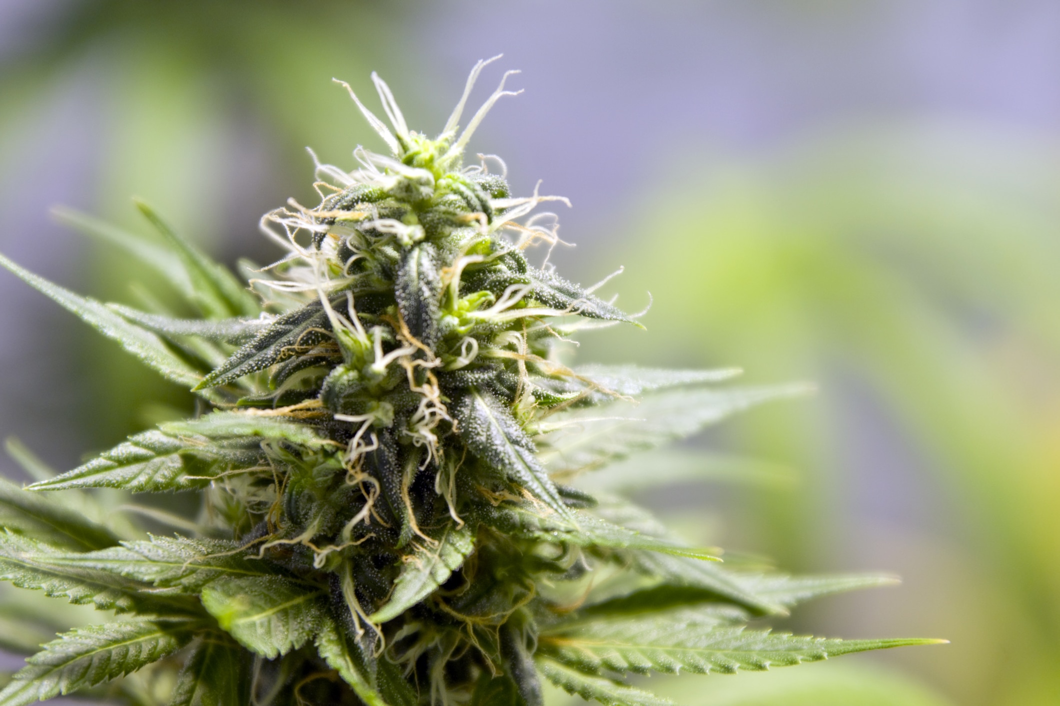 Female marijuana plant in full bloom.