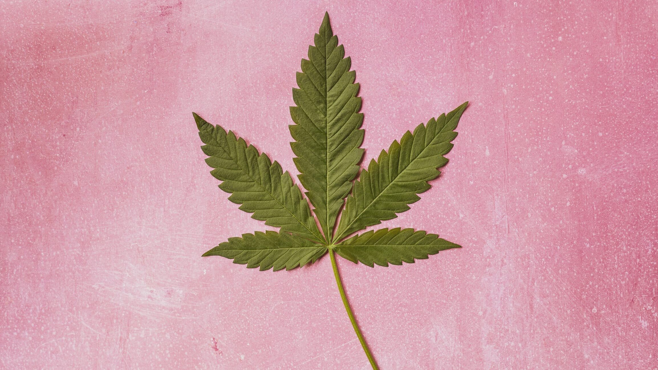 A pink background with green cannabis leaf