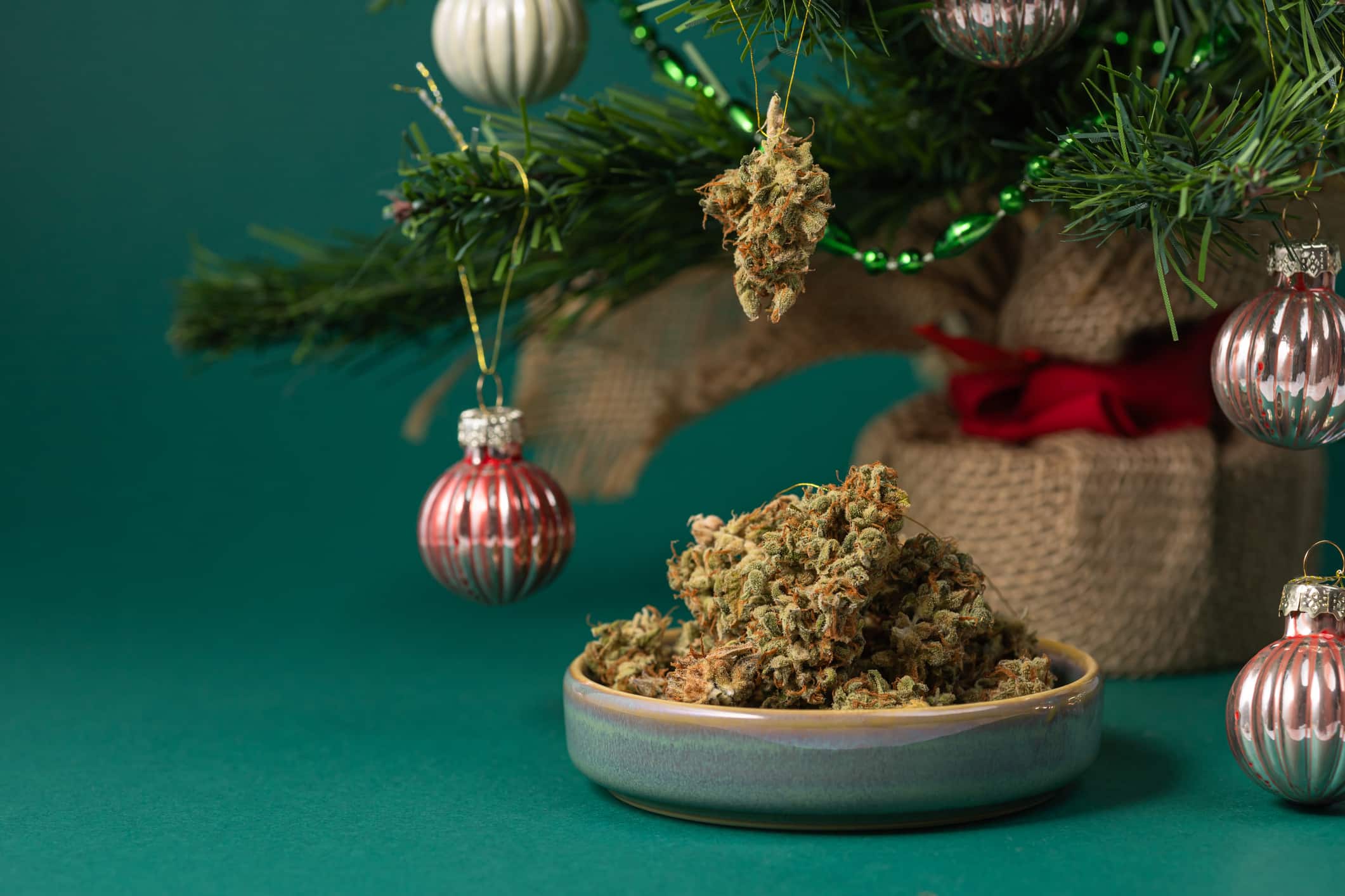 Dried medical marijuana buds hang as an ornament on a festive Christmas tree next to a pile of cannabis for Green Wednesday.